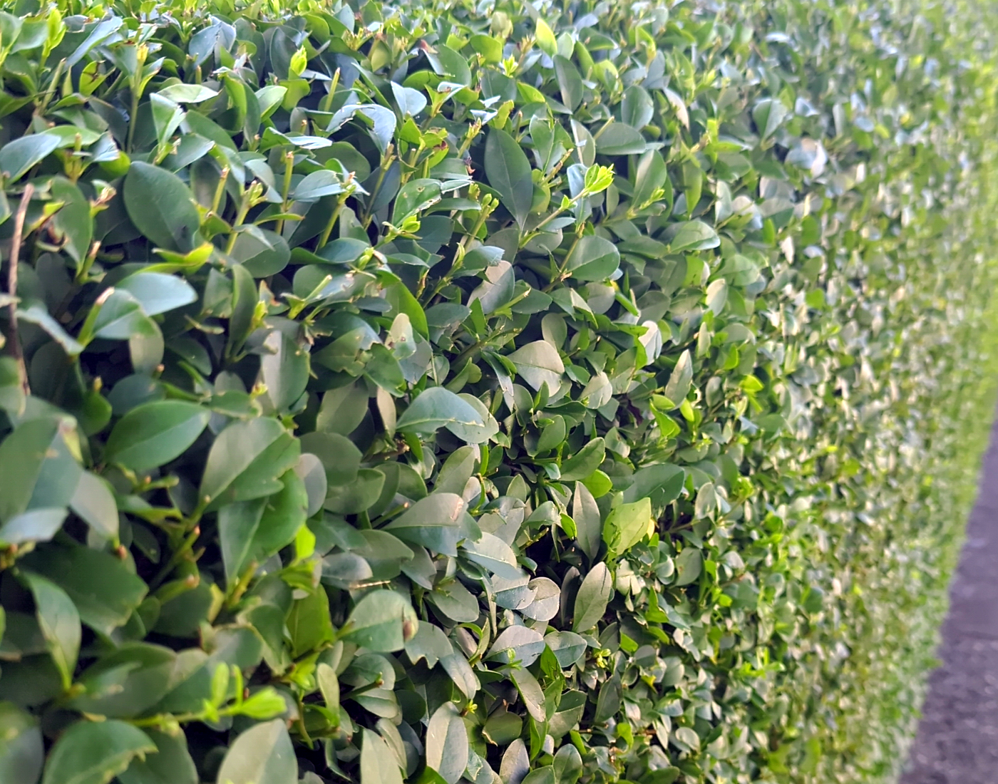 Shrub/Hedge Trimming