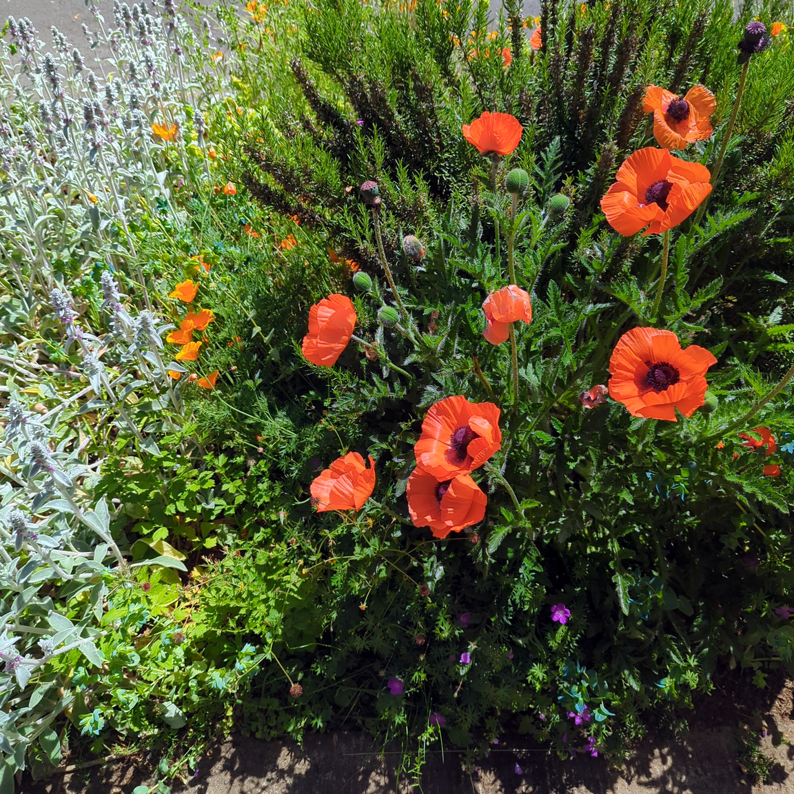 Xeriscaping Design